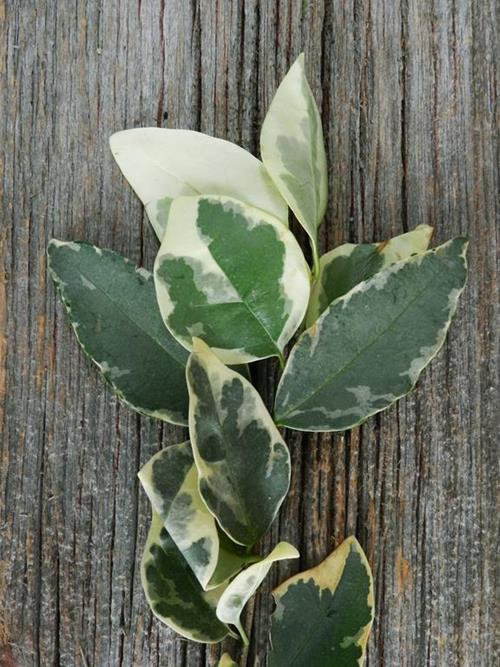 Ligustrum Variegated Greens